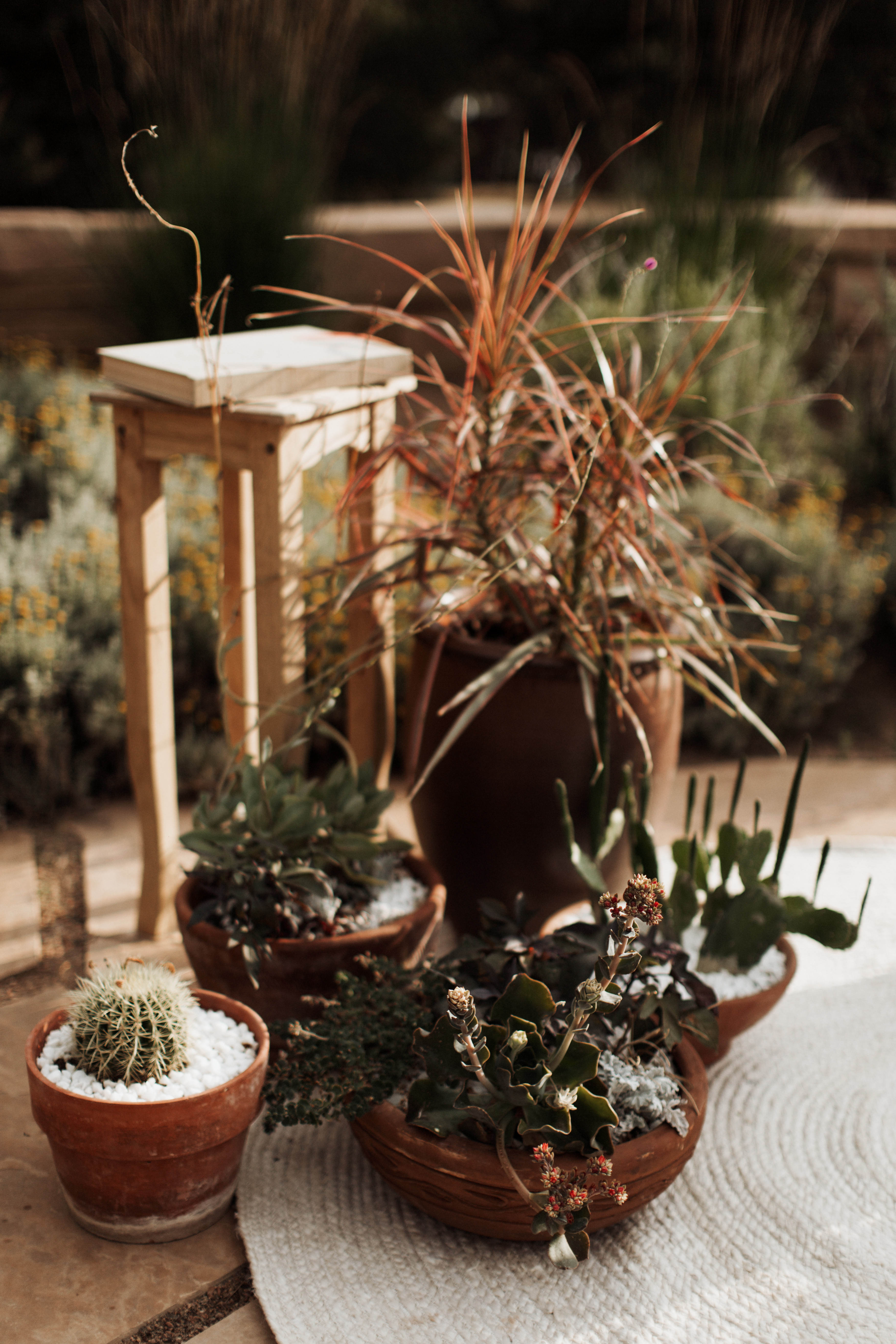 jewel tones wedding outdoor ceremony planning New Mexico design inspiration bouquet real bridal photography romantic natural light detail cactus cacti succulents southwestern greenery